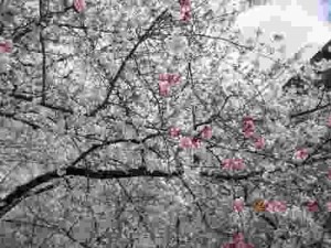○●　桜のお花見　●○