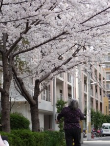 「江之子島公園の桜」
